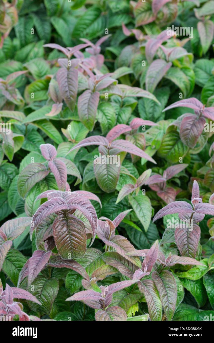 Monarda bradburyana, Bergamote de Bradbury, baume d'abeille de Bradbury, baume d'abeille orientale, vivaces formant des amas, feuilles vert grisâtre, aromatiques, en forme de lance Banque D'Images