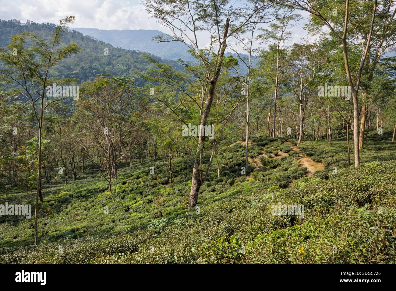 Glenburn Tea Estate, Darjeeling, Bengale occidental, Inde Banque D'Images