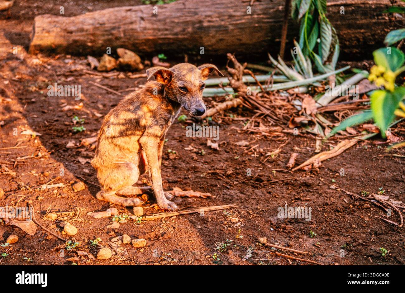 Chien errant, Amazonas Banque D'Images
