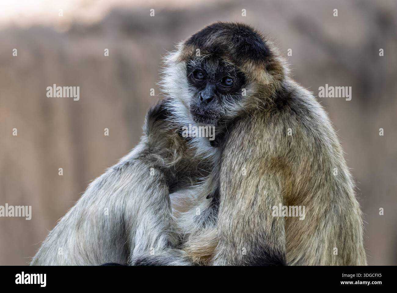 Gros plan d'une femme Spider Monkey embrassant son bébé Banque D'Images