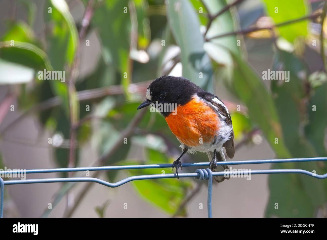 Scarlet Robin, (Petroica boodang), mâle perché sur une clôture en fil de fer, Australie méridionale. Banque D'Images