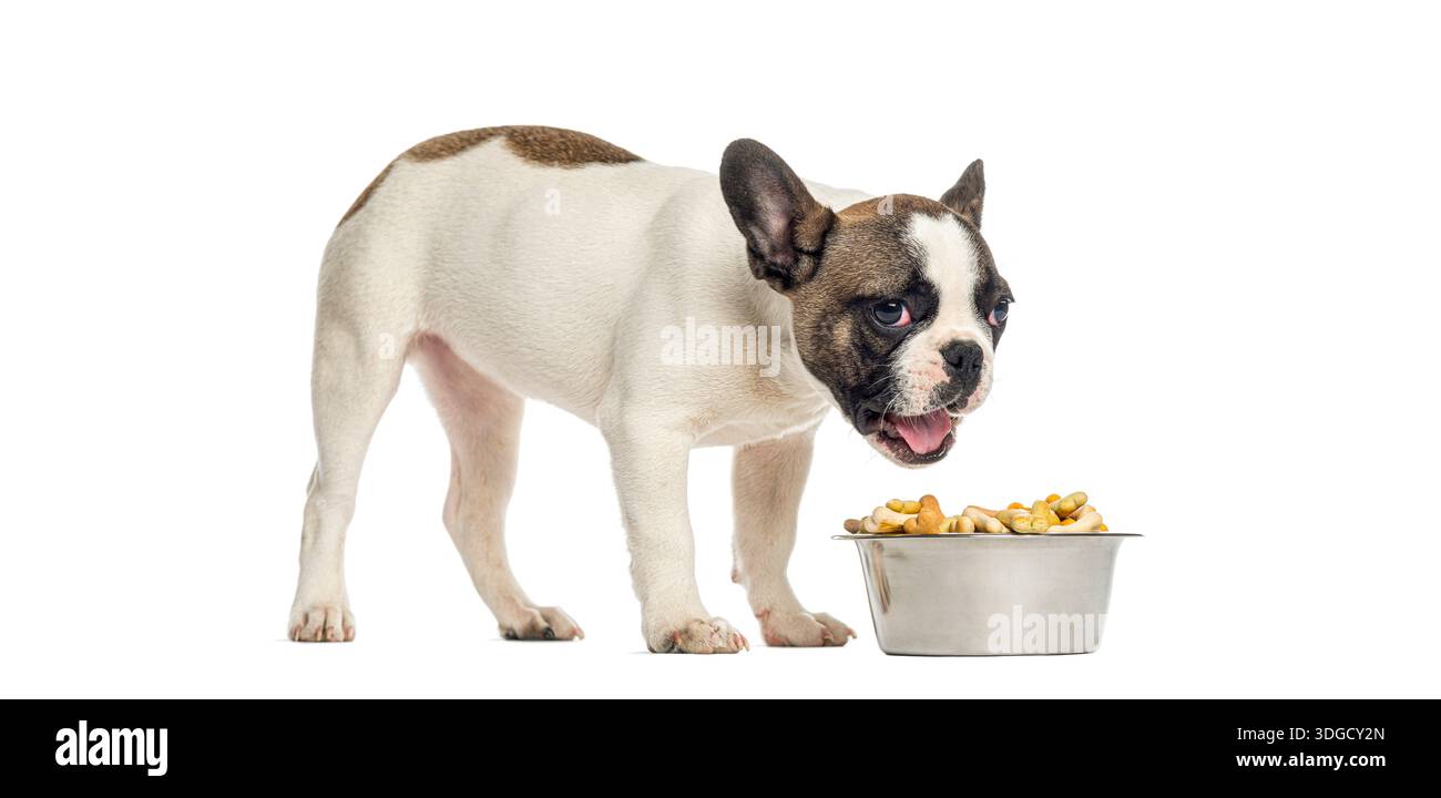 Chiot bouledogue français debout à côté d'un bol en métal plein de nourriture sèche pour chiens sur fond blanc Banque D'Images