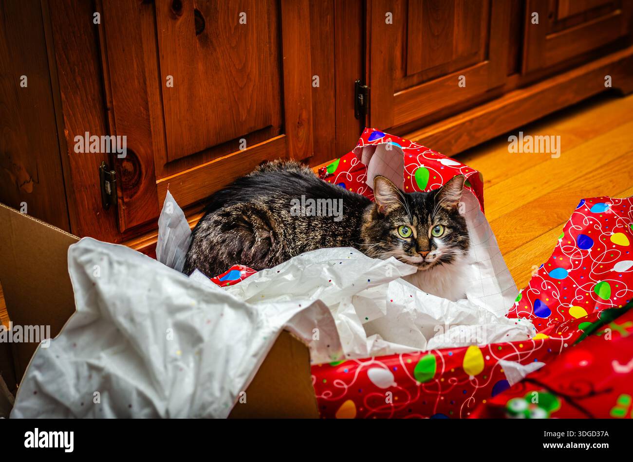 Gros plan d'un chat de maison pris dans le papier d'emballage de Noël regardant la caméra. Banque D'Images