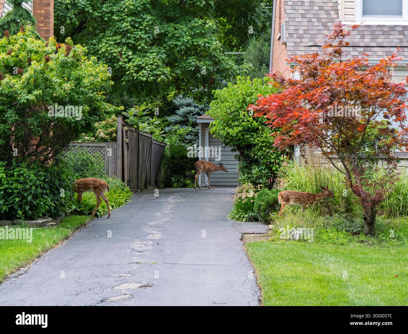 Une biche de Virginie et ses faons dans le bloc 200 de Park Ave à River Forest, Illinois Banque D'Images
