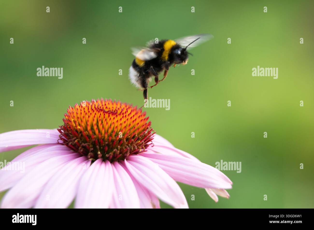 Bourdon à queue blanche (Bombus lucorum) prenant le vol d'un coneflower rose (Echinacea) dans un jardin. Plan d'action montrant le mouvement des ailes et l'atterrissage. Banque D'Images