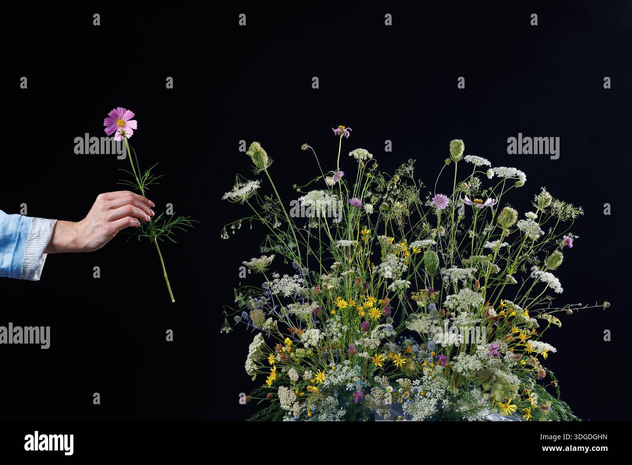 Main arrangeant des fleurs sauvages sur fond sombre, concept de composition florale Banque D'Images