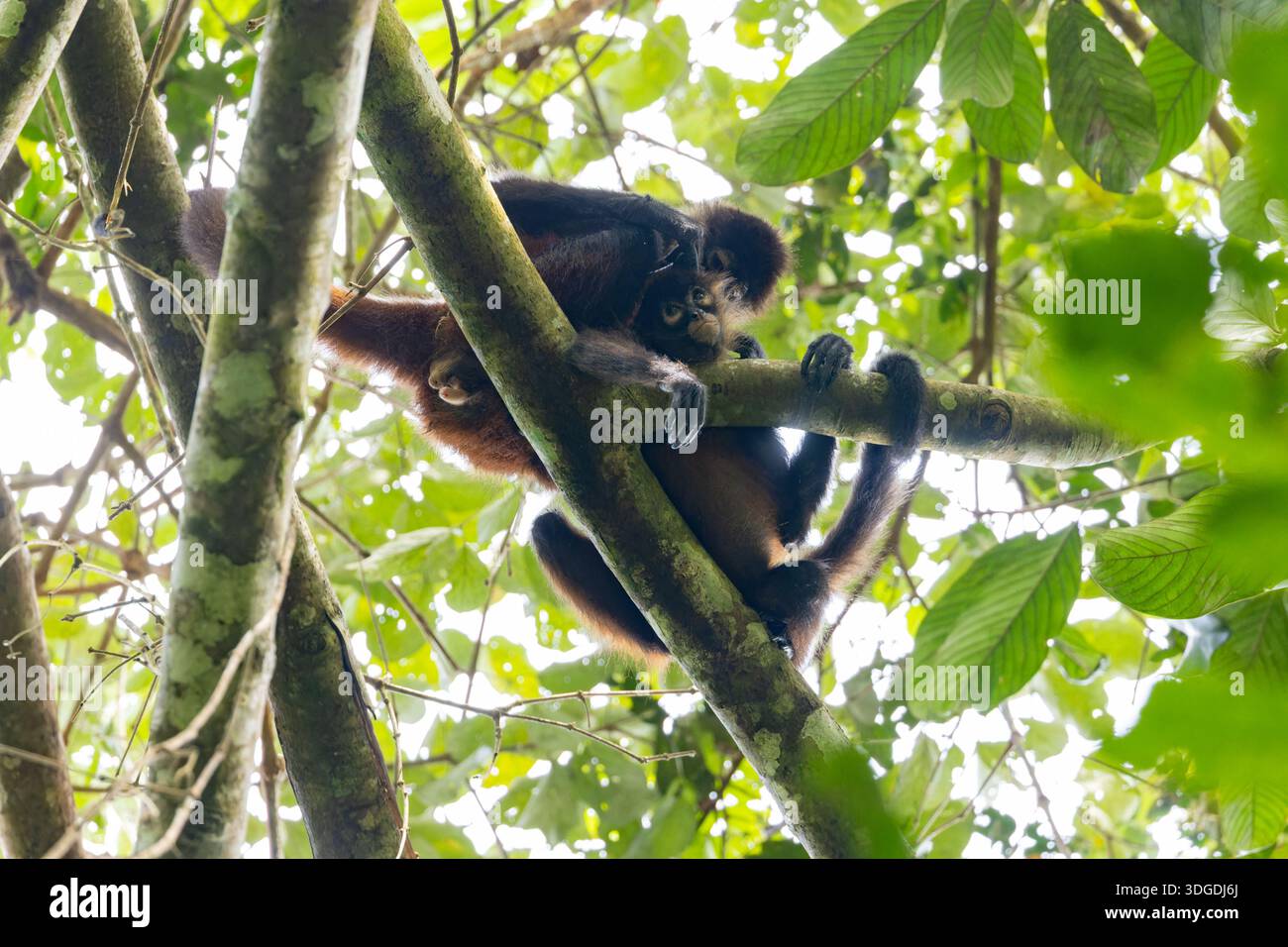 Toilettage de paire de singe araignée d'Amérique centrale Banque D'Images