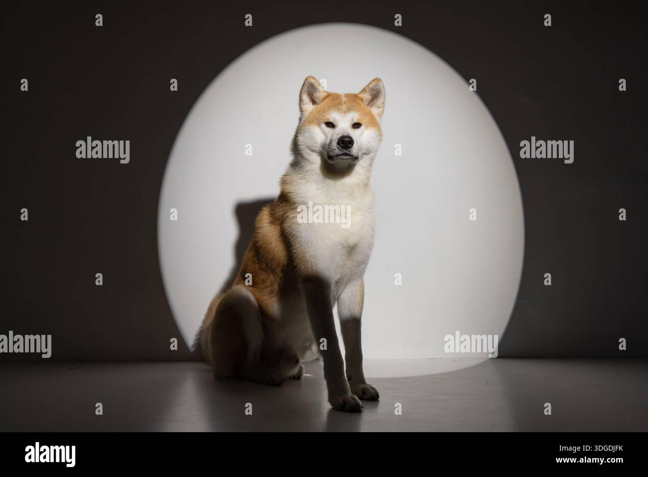 Chien Husky sur un fond propre, gros plan, Banque D'Images