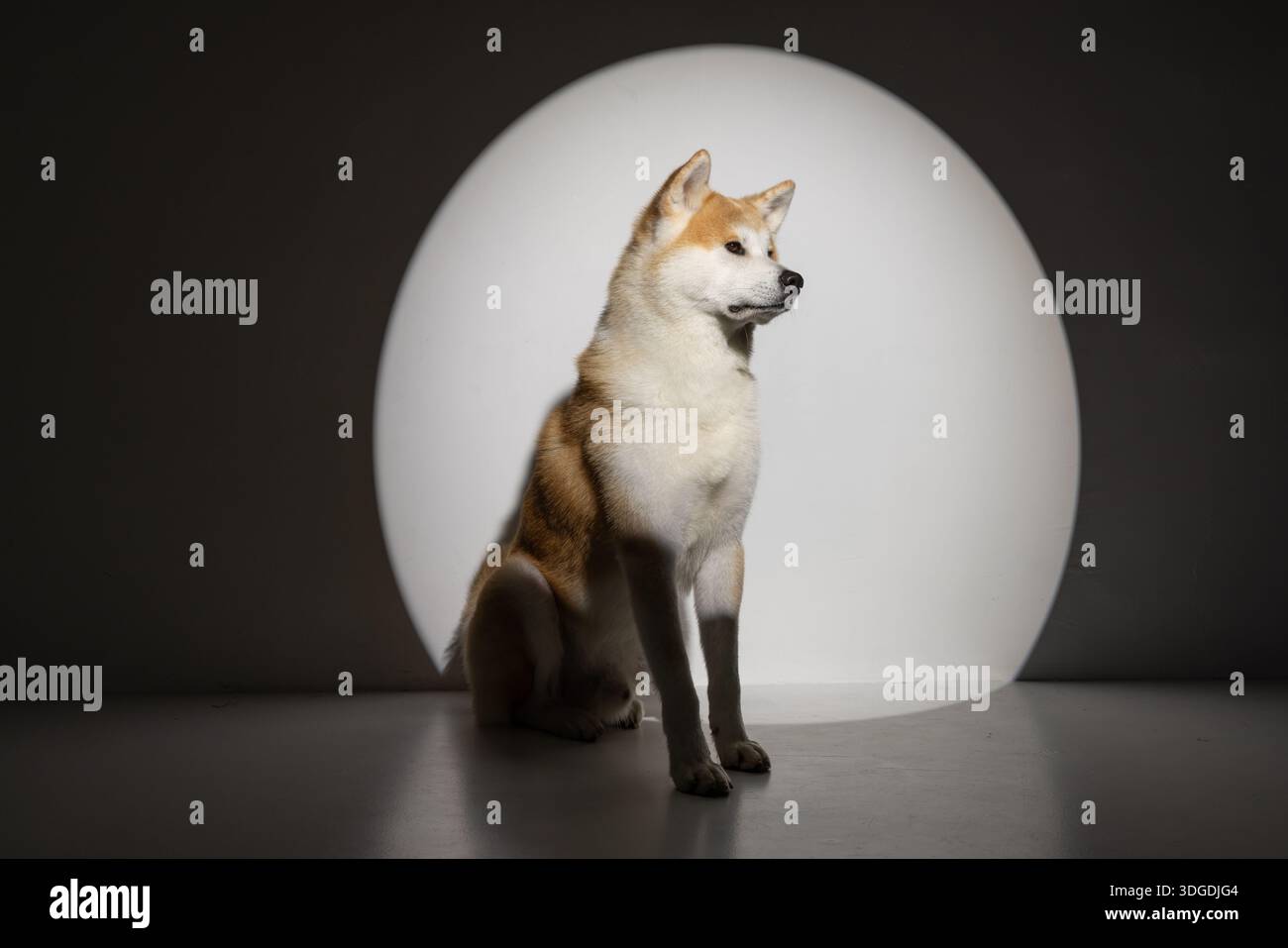 Chien Husky sur un fond propre, gros plan, Banque D'Images