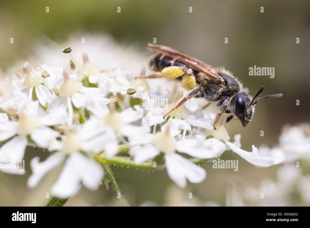 L'abeille minière de Wilke, Andrena wilkella, sur la fleur de hogweed, Kent, Royaume-Uni. Banque D'Images