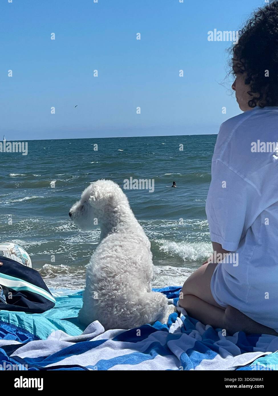 chien sur la couverture de plage à la plage Banque D'Images