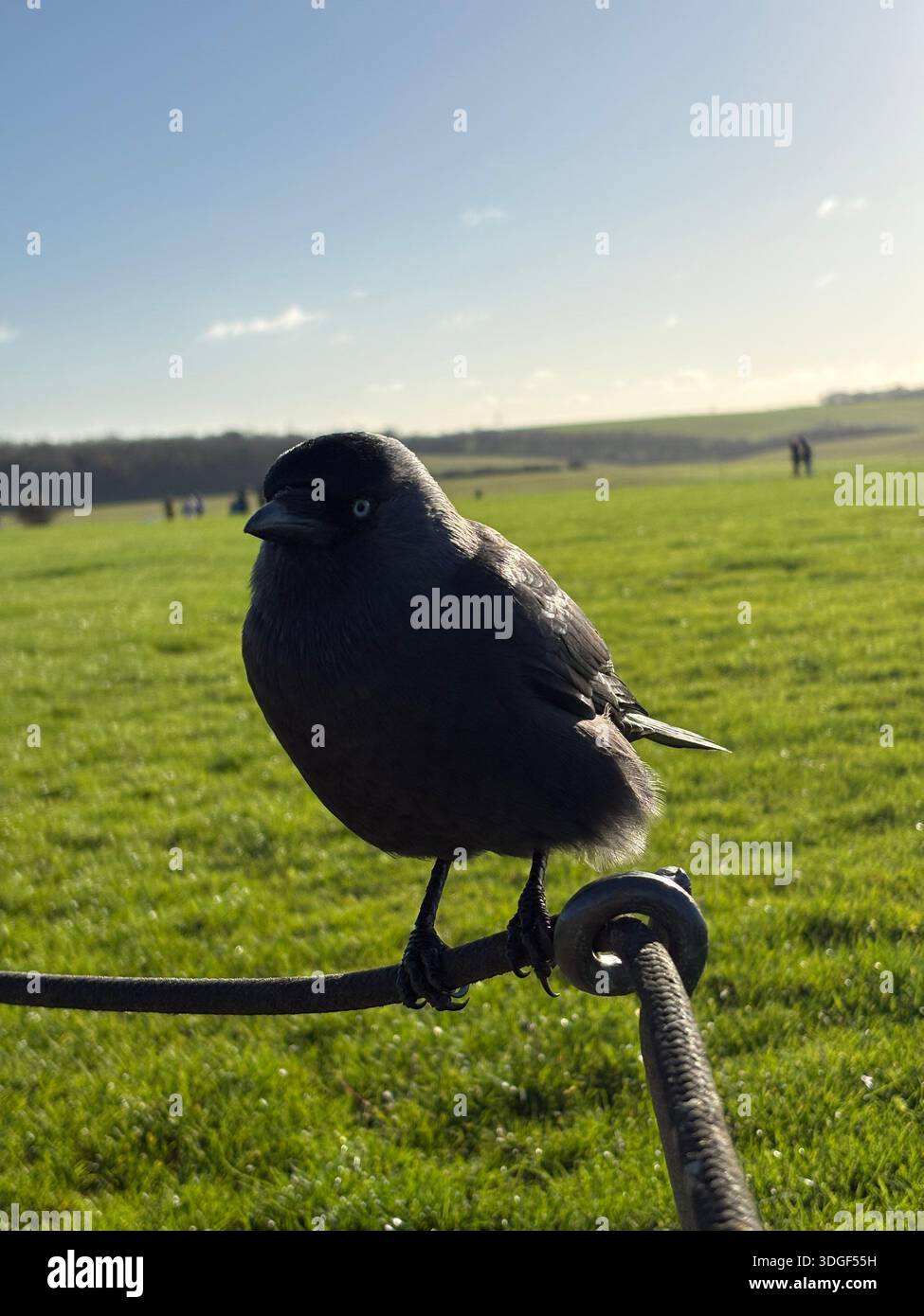Jackdaw perché sur une balustrade en métal dans un champ vert ouvert sous le ciel bleu, capturé à la lumière naturelle lors d'une journée calme de campagne - Image de stock capturée avec un smartphone