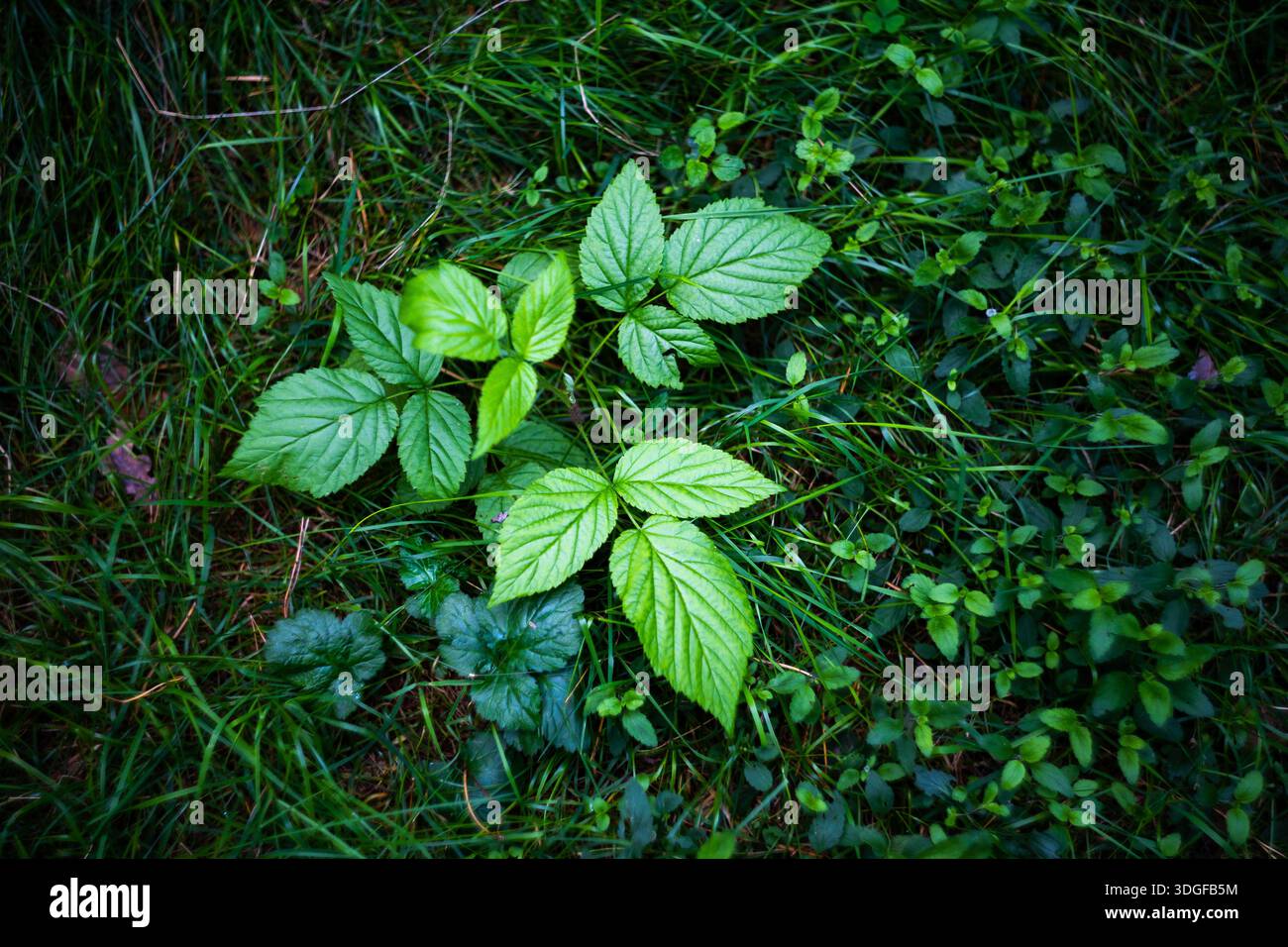 Une belle vue en haut-angle, de haut en bas d'une jeune plante fraîche. Ce petit plant, aux feuilles vertes vibrantes et texturées, pousse parmi les sombres luxuriantes Banque D'Images