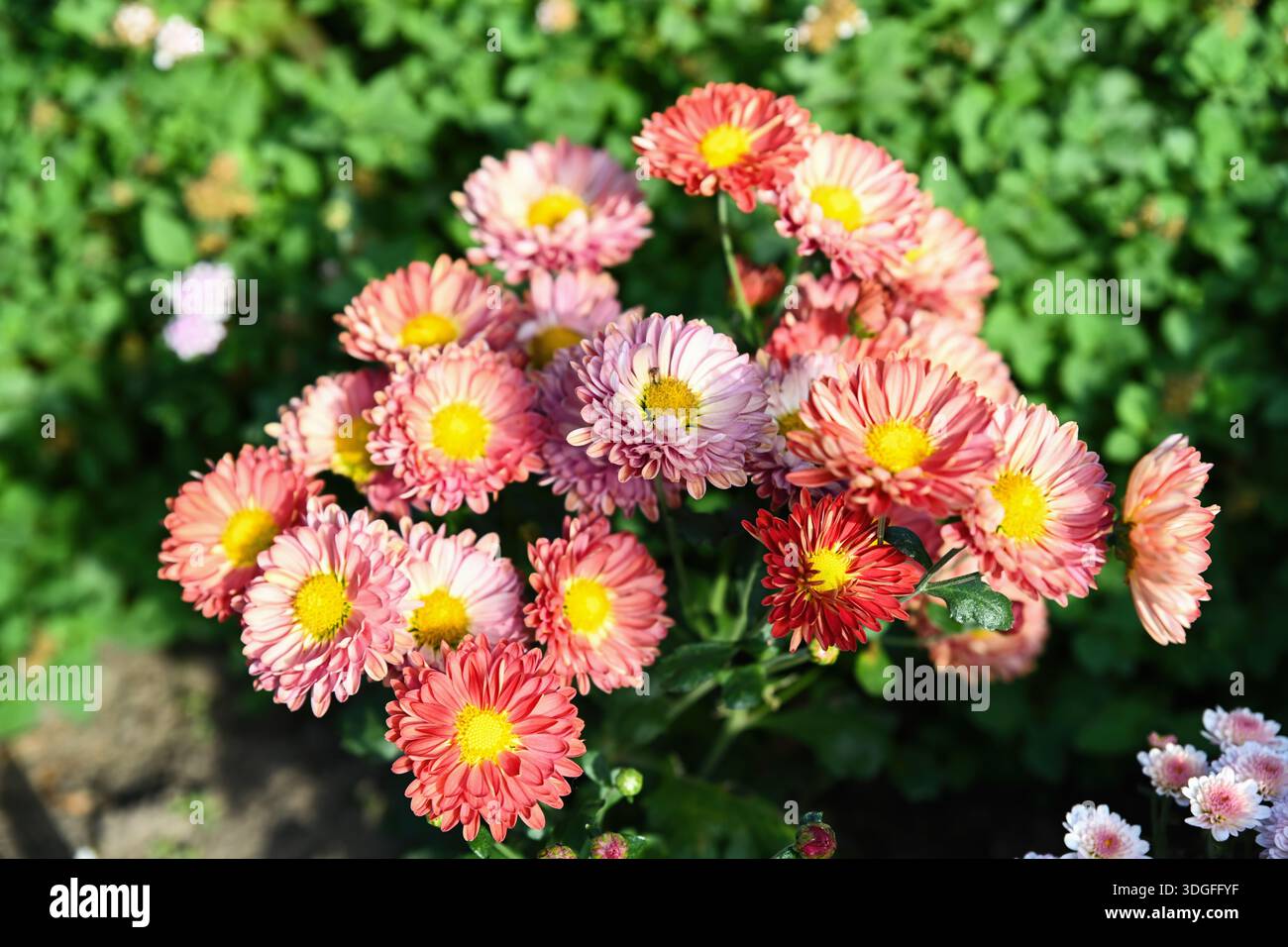 Rose Marguerite type chrysanthème multiflora Marguerite Rose floraison à l'extérieur avec des centres jaunes et un feuillage vert luxuriant créant un jardin d'automne frais backgr Banque D'Images