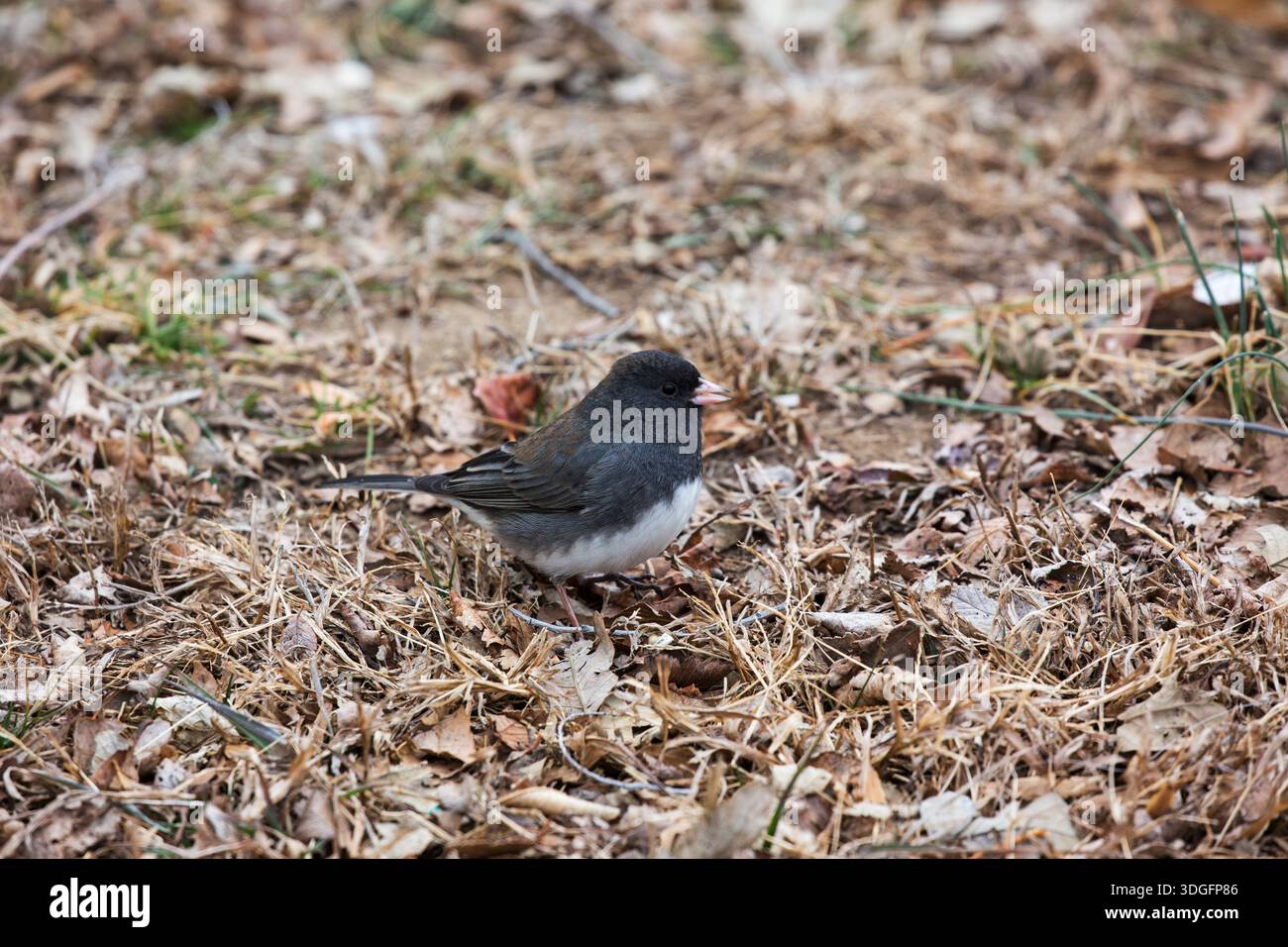 Dark-eyed Junco Junco hyemalis Banque D'Images