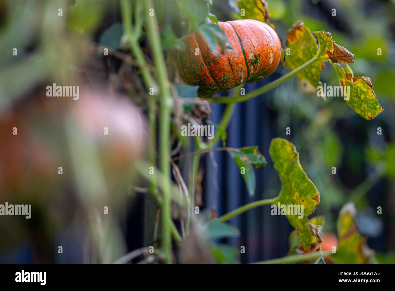 Une petite citrouille décorative, orange et verte, est suspendue à une clôture au milieu des vignes et des feuilles séchées, capturant l'essence de la récolte d'automne. Banque D'Images