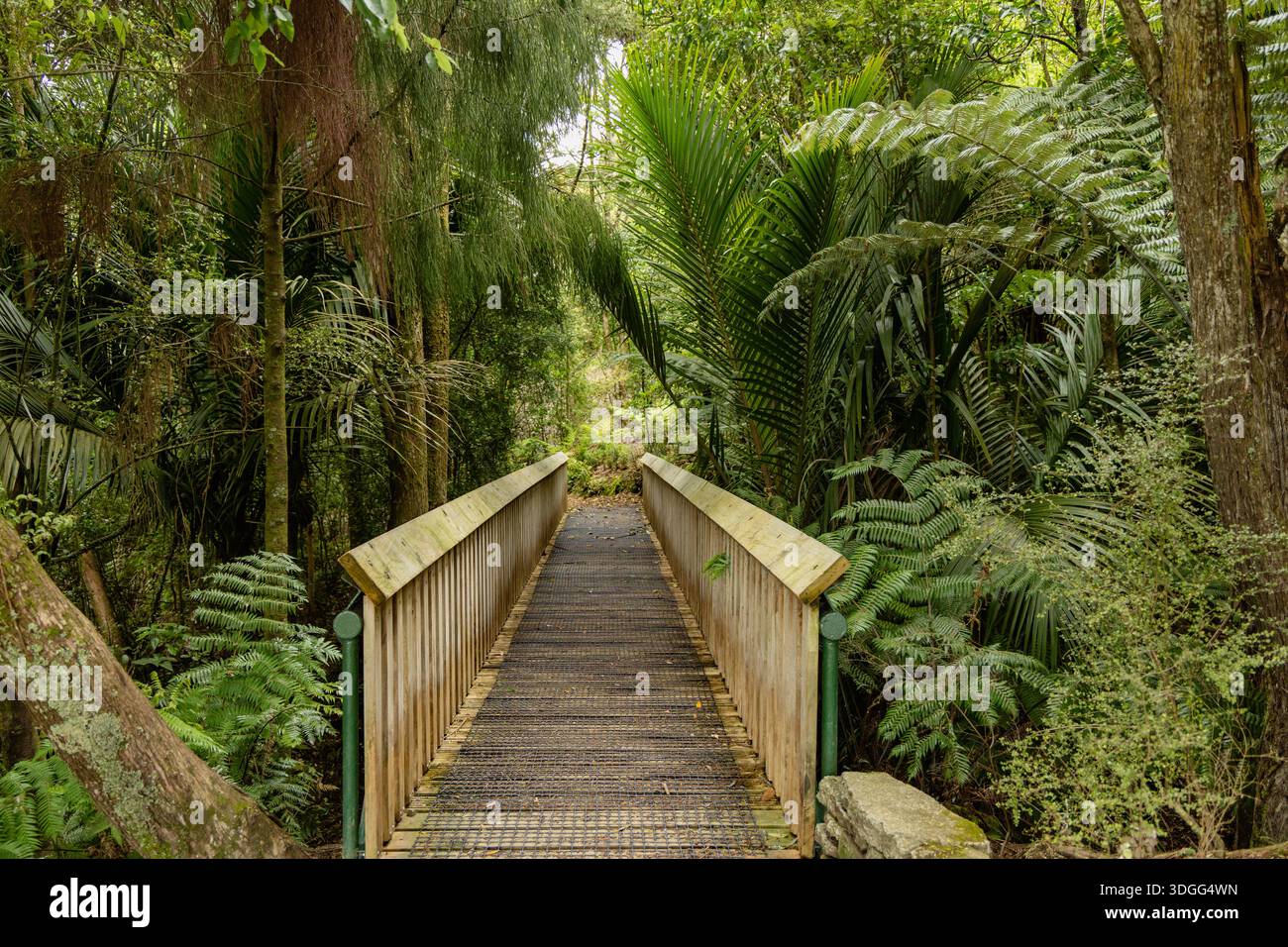 Passerelle en bois à travers la dense forêt verte luxuriante Banque D'Images
