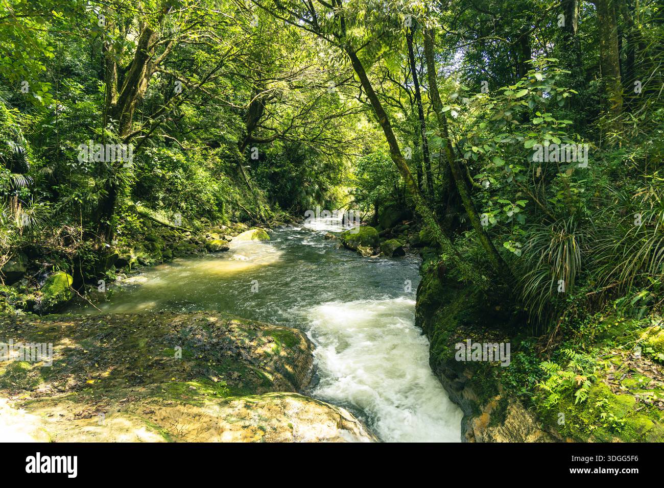 Ruisseau forestier luxuriant qui traverse Mossy Rocks Banque D'Images