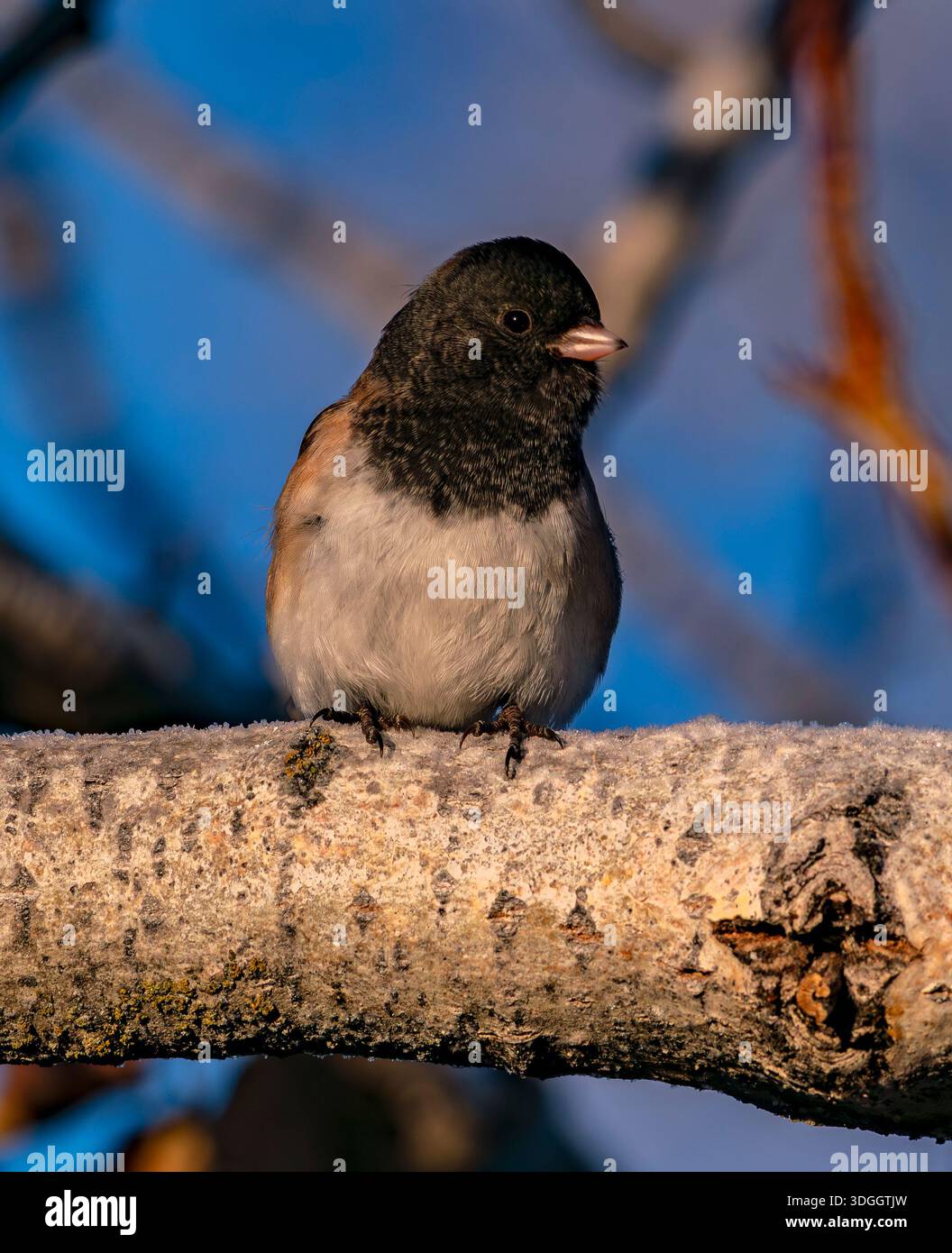 Junco aux yeux foncés à Boise Idaho Banque D'Images