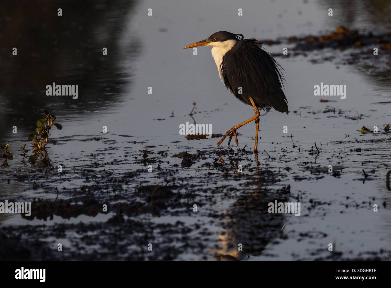 Un héron de la pie traverse les eaux calmes du parc national de Kakadu, dans le territoire du Nord, Australie Banque D'Images