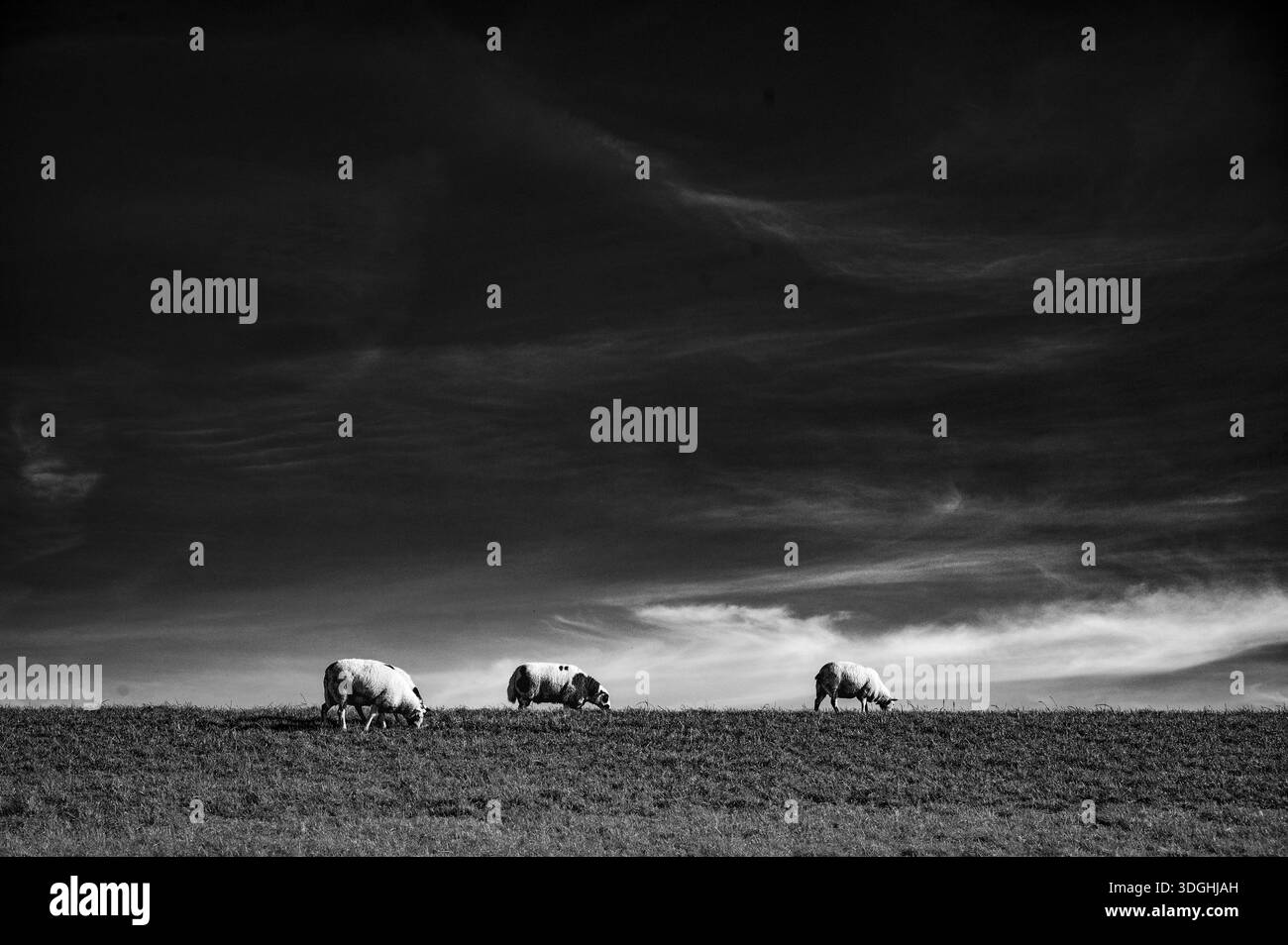 Moutons de digue (Ovis gmelini aries) pâturant sur un pâturage sous un ciel dramatique avec des nuages, parc national de la mer des Wadden, baie de Jade, Dangast, Varel, basse-Saxon Banque D'Images