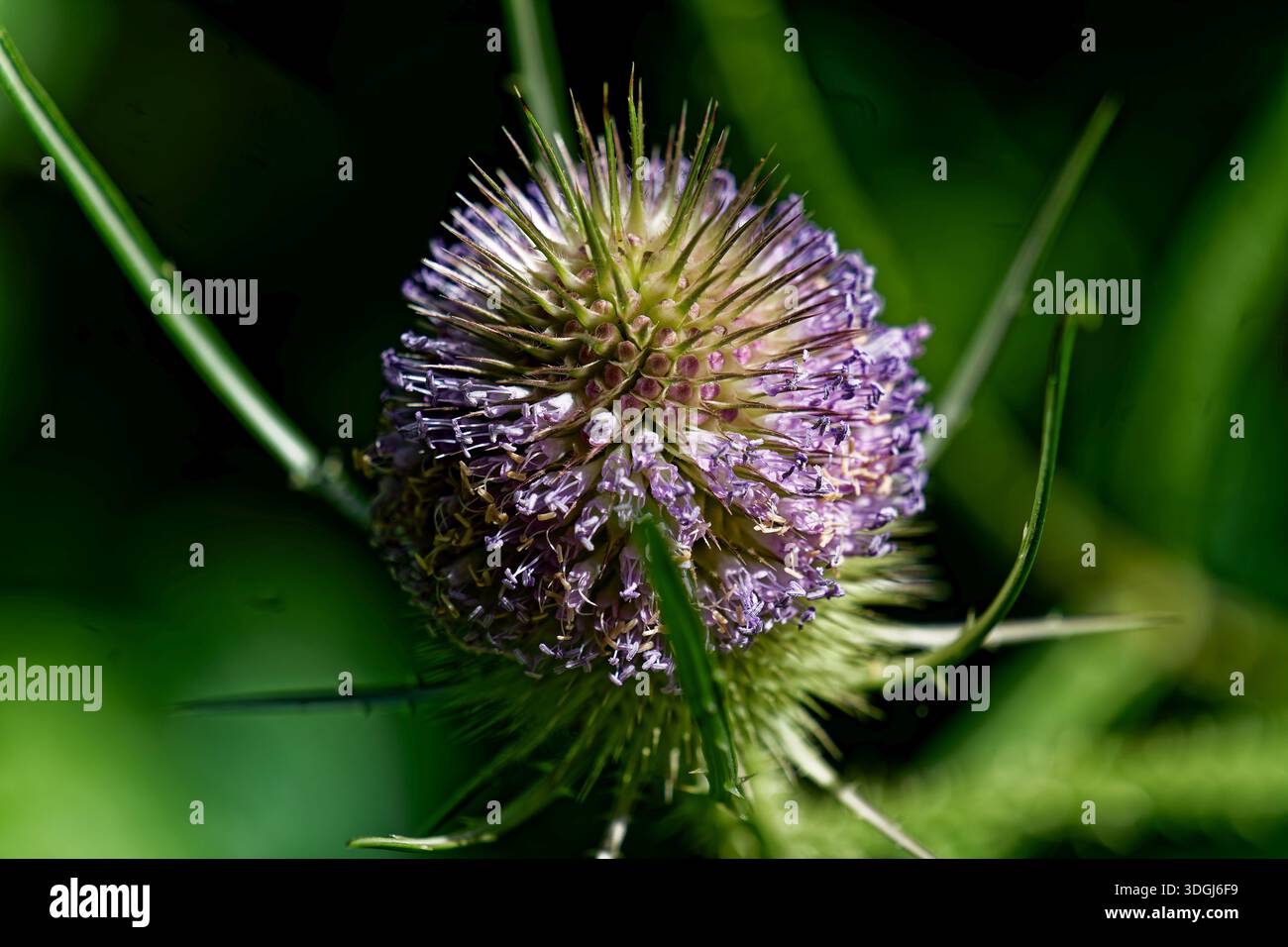fleurs, blatter, baies Banque D'Images