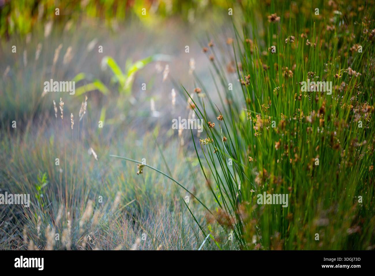 Un cliché sélectif d'herbes sauvages et de rushes dans une prairie ensoleillée. Les tiges de Juncus vert pointu contrastent avec l'arrière-plan doux et brumeux, créant un Banque D'Images