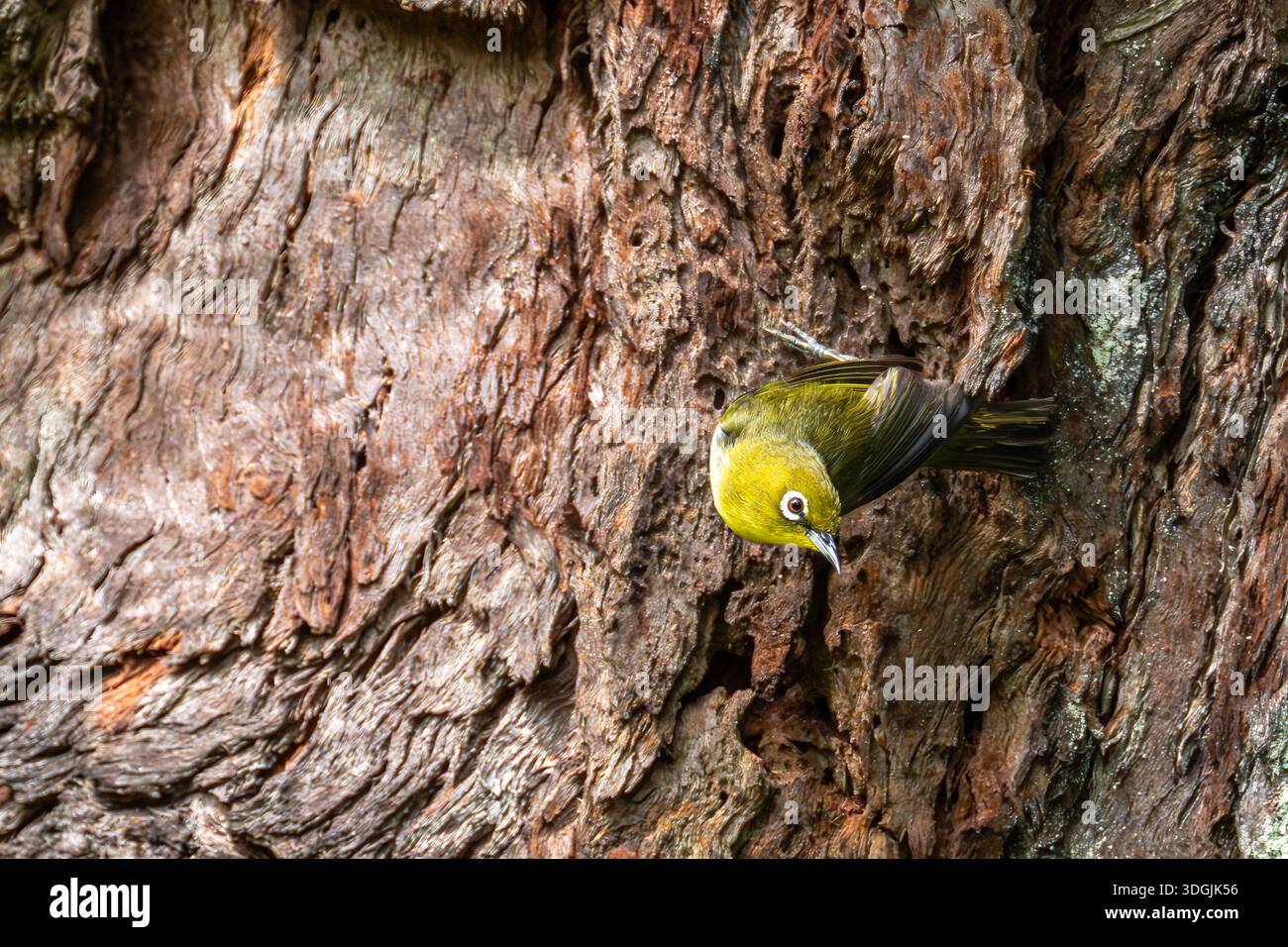 Yeux blancs japonais (Zosterops japonicus) sur Kauai, HI Banque D'Images
