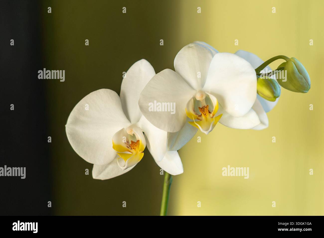 Orchidée avec des pétales blancs avec deux bourgeons en attente d'ouverture. La fleur est à l'intérieur avec une lumière à deux tons et vert plus foncé vers le bas avec un ton vertical spl Banque D'Images