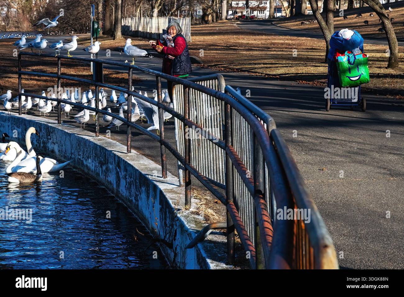 Femme américano-asiatique nourrissant la sauvagine à Kissena Park dans le Queens New York Banque D'Images