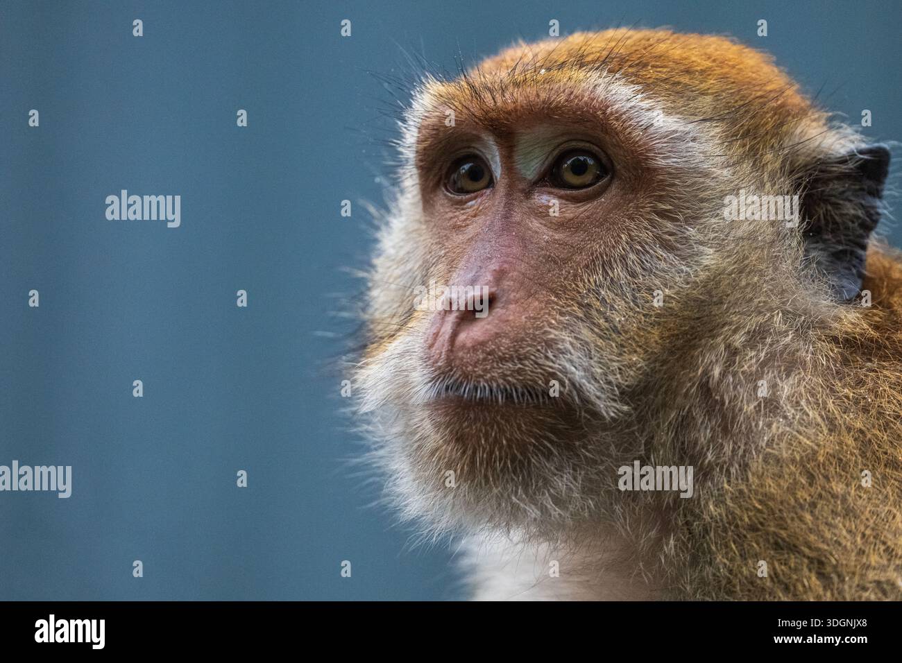 Macaque à longue queue ou macaque mangeur de crabe (Macaca fascicularis) Banque D'Images