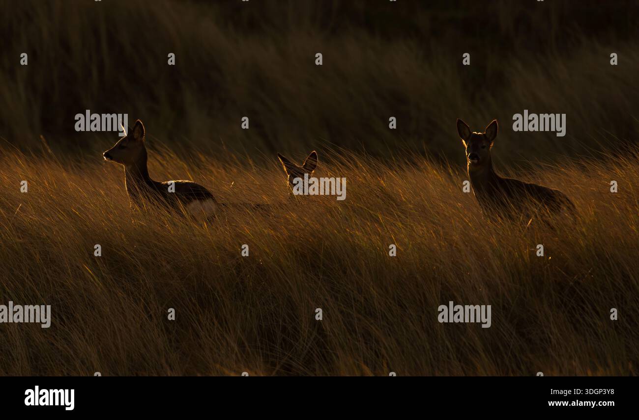Un petit groupe de cerfs (Capreolus capreolus) dans le bord des dunes de sable éclairé par le soleil levant, Lindisfarne, Northumberland Banque D'Images