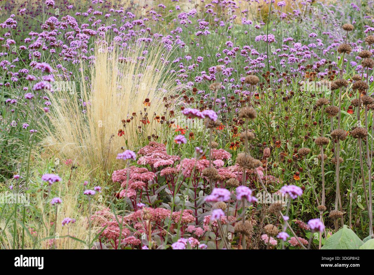 Bordure vivace à la fin de l'été avec sédums (Hylotelephium), têtes de graines de phlomis, prairie mexicaine (Stipa tenuissima) et Verbena bonariensis. Banque D'Images