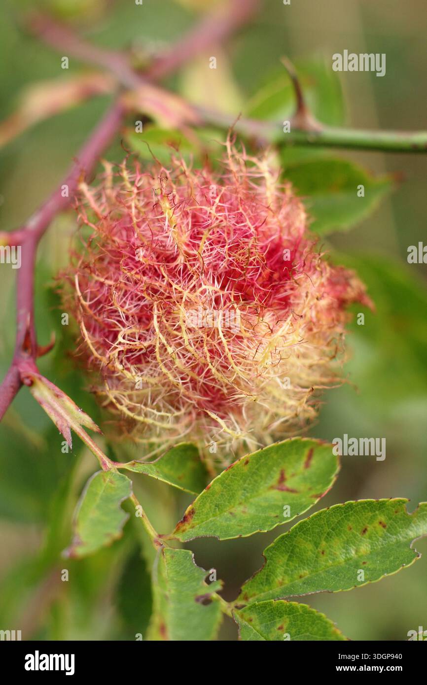 Le coussin d'épingle de Robin, Diplolepis rosae, causé par une larve de guêpe biliaire se développant dans un rosier sauvage infecté. Aussi appelé Bedeguar Gall. Banque D'Images