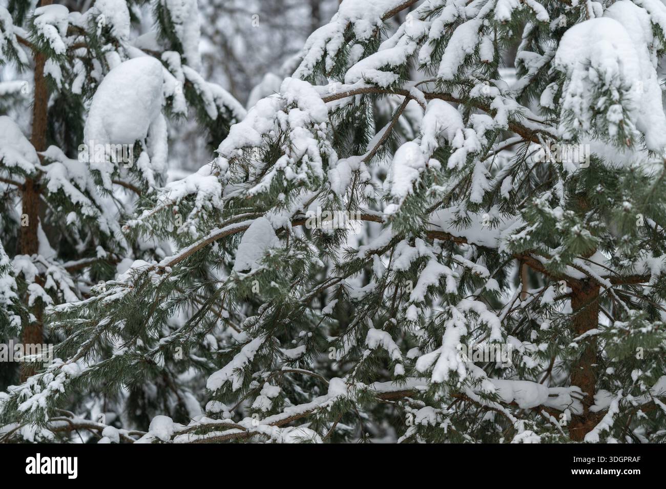 Branches de pin emballées dans la neige résistant au poids de l'hiver, écorce robuste et branches courbées montrant la force sous l'accumulation, lumière grise d'humeur transmet l'endurance Banque D'Images