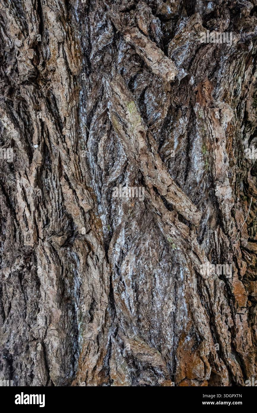 Gros plan détaillé de l'écorce d'arbre avec des fissures profondes et des textures naturelles, soulignant la surface accidentée d'un arbre mature Banque D'Images