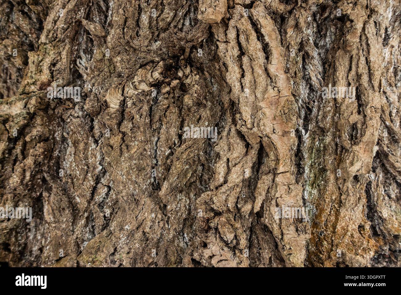 Gros plan de la texture rugueuse de l'écorce d'arbre montrant des motifs naturels et la surface de bois altérée Banque D'Images