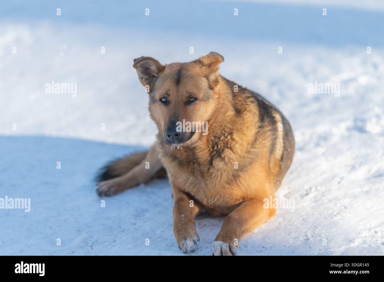 chien brun couché sur la neige avec expression d'alerte, museau saupoudré de neige, fourrure épaisse, lumière naturelle douce, fond ombré bleu, cadre extérieur paisible, c Banque D'Images