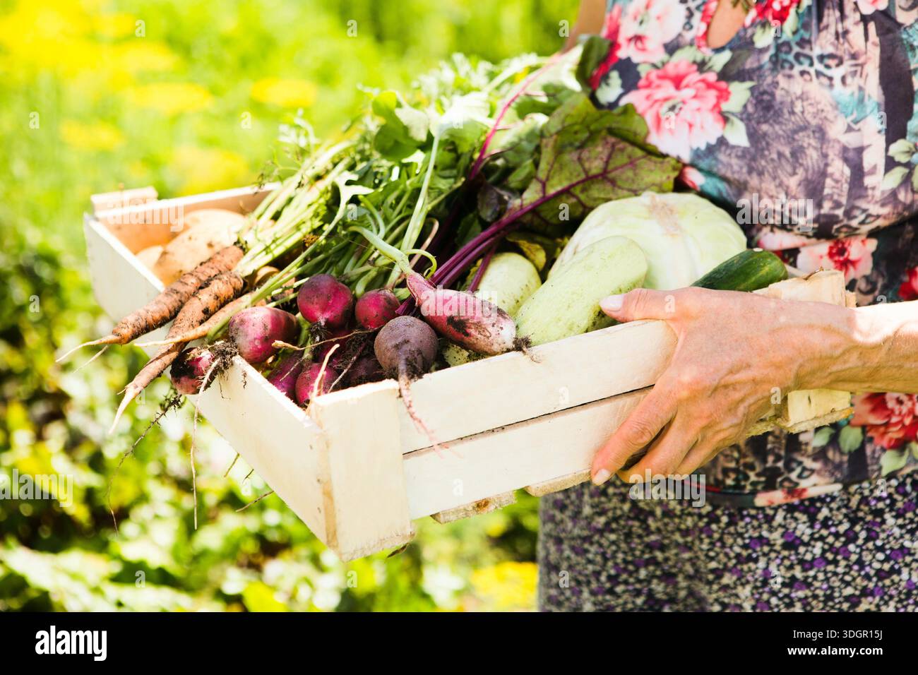 Adulte agriculteur femme tenant des légumes biologiques locaux frais dans le jardin || modèle libéré Banque D'Images