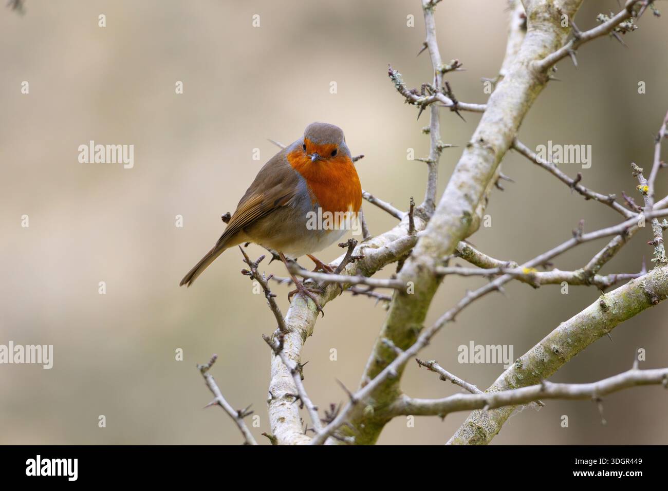 Scène hivernale avec un Robin perché sur une brindille. Banque D'Images
