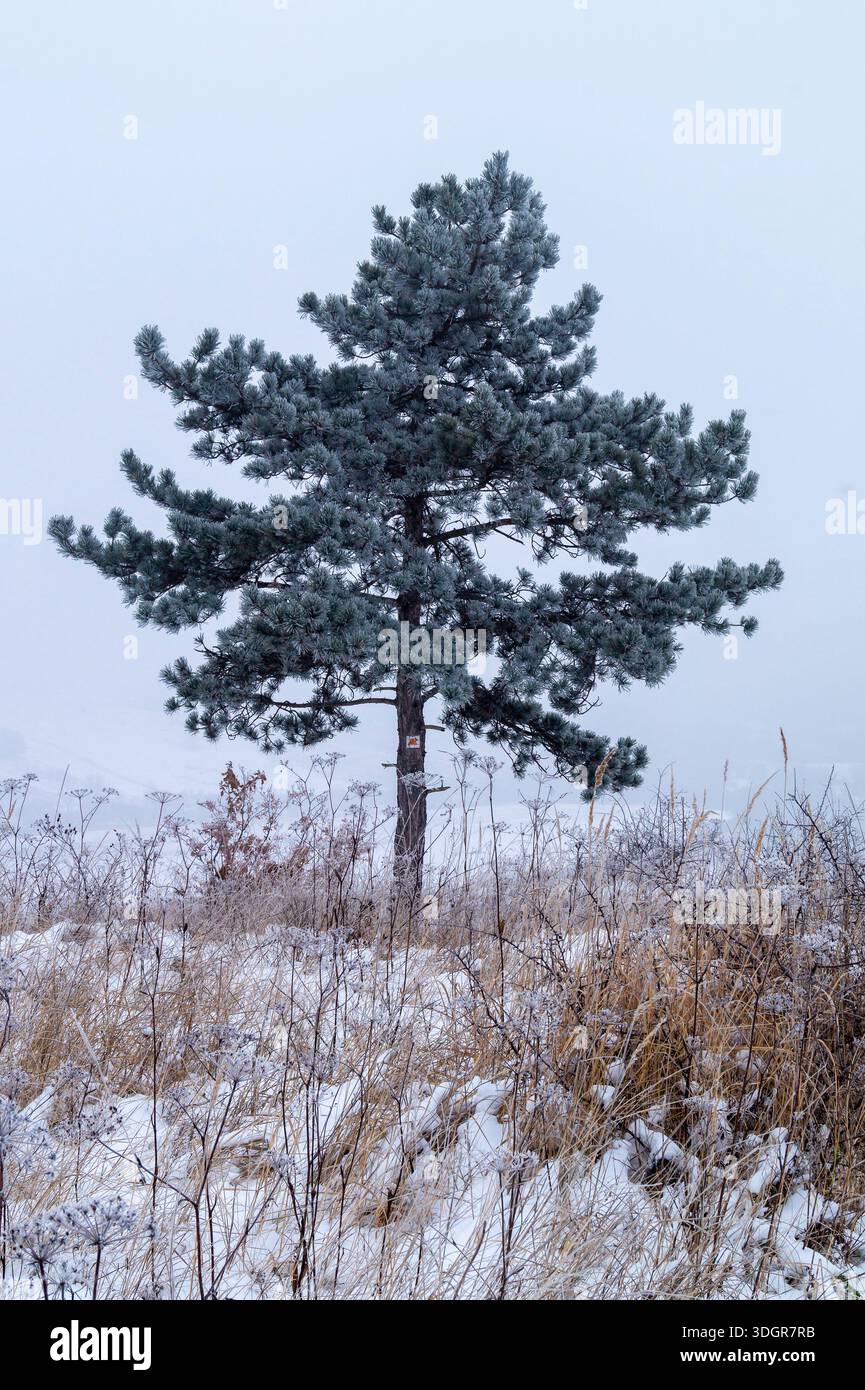 Sapin solitaire debout dans un champ de neige givré sous un ciel hivernal calme lors d'un matin de Foggy Banque D'Images