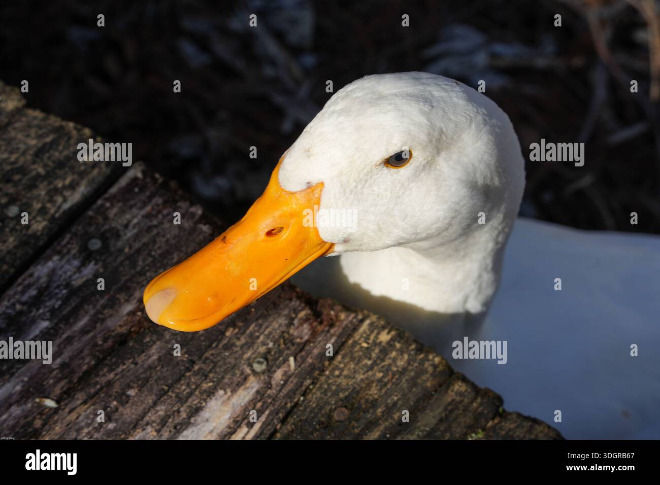 Gros plan sur White Duck Banque D'Images