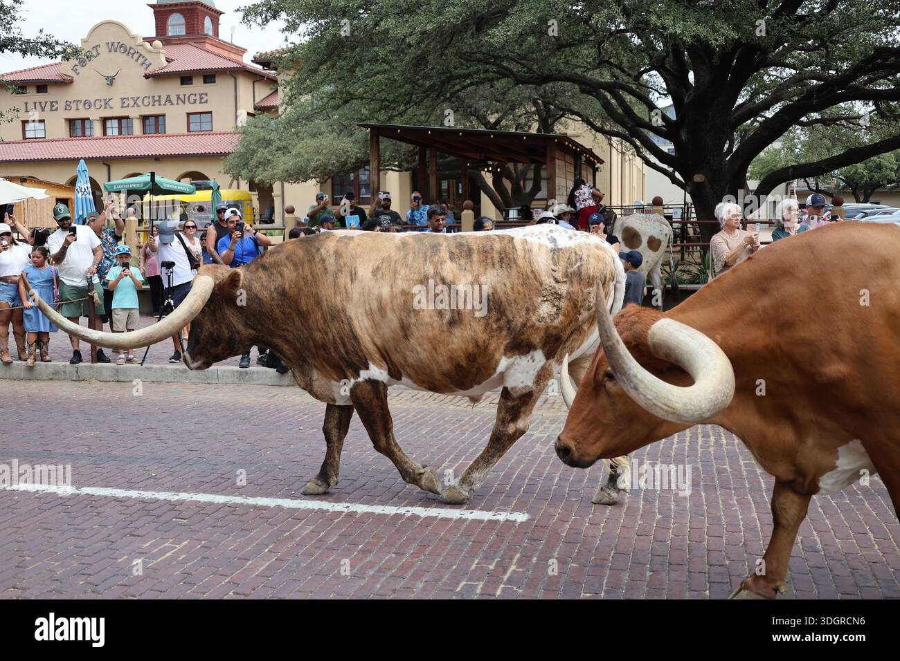 Texas Longhorn bétail à Dallas Fort Worth Banque D'Images