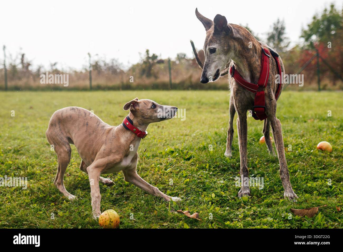 Chiot fouet ludique et vieux chien galgo espagnol dans le parc extérieur. Interaction entre deux chiens greyhound Banque D'Images