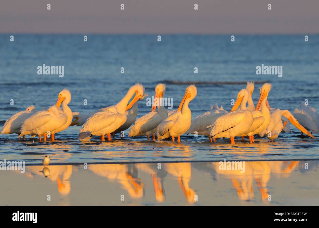 Pélicans blancs d'Amérique (Pelecanus erythrorhynchos) se préparant et se reposant sur la plage de l'océan sous la lumière du coucher du soleil pendant l'hiver, Galveston, Texas, États-Unis Banque D'Images