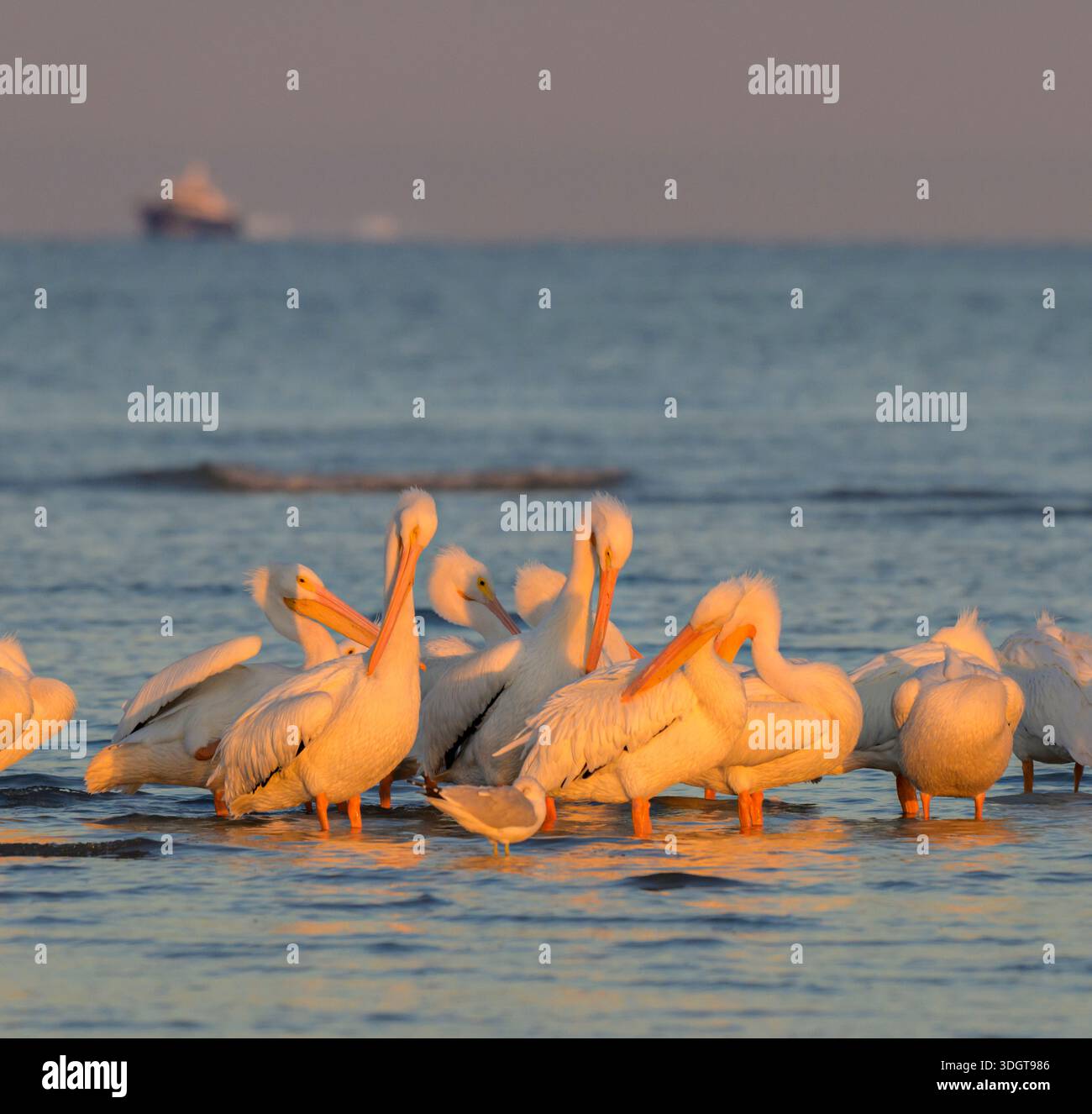 Pélicans blancs d'Amérique (Pelecanus erythrorhynchos) se préparant et se reposant sur la plage de l'océan sous la lumière du coucher du soleil pendant l'hiver, Galveston, Texas, États-Unis Banque D'Images