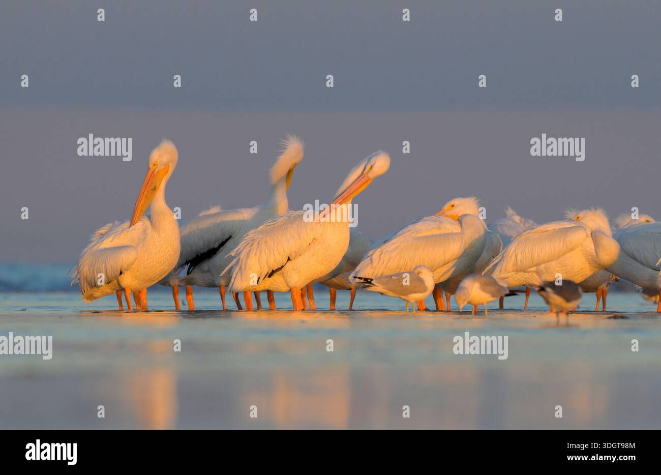 Pélicans blancs d'Amérique (Pelecanus erythrorhynchos) se préparant et se reposant sur la plage de l'océan sous la lumière du coucher du soleil pendant l'hiver, Galveston, Texas, États-Unis Banque D'Images