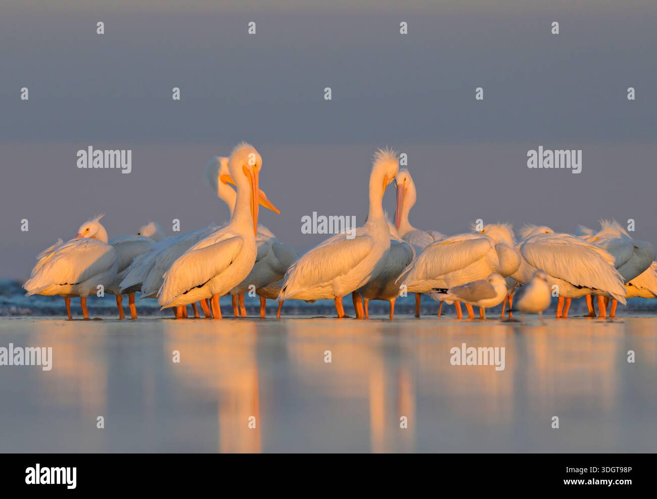 Pélicans blancs d'Amérique (Pelecanus erythrorhynchos) se préparant et se reposant sur la plage de l'océan sous la lumière du coucher du soleil pendant l'hiver, Galveston, Texas, États-Unis Banque D'Images