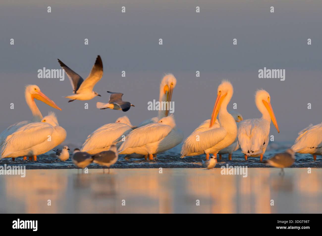 Pélicans blancs américains (Pelecanus erythrorhynchos) se préparant et se reposant à la plage de l'océan sous la lumière du coucher du soleil, avecy mouettes volantes, Galveston, TX, USA Banque D'Images