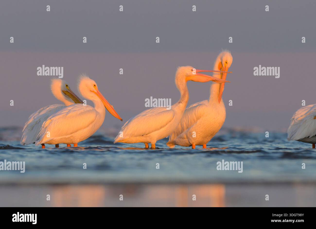 Pélicans blancs américains (Pelecanus erythrorhynchos) se toilettant et se reposant sur la plage de l'océan sous la lumière du coucher du soleil, Galveston, Texas, États-Unis Banque D'Images